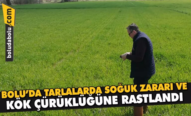 Bolu’da tarlalarda soğuk zararı ve kök çürüklüğüne rastlandı