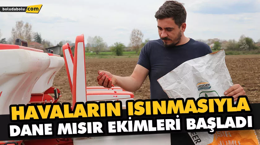 HAVALARIN ISINMASIYLA DANE MISIR EKİMLERİ BAŞLADI HAVALARIN ISINMASIYLA DANE MISIR EKİMLERİ BAŞLADI