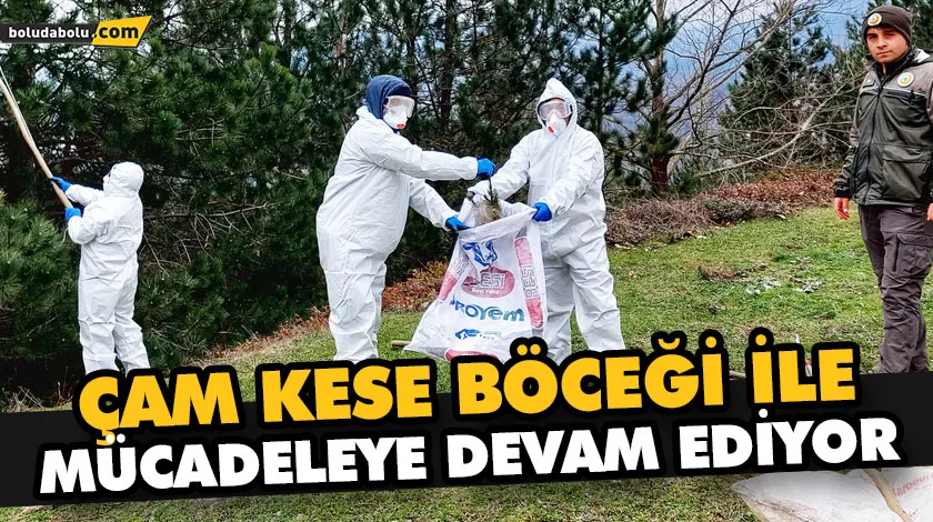 ÇAM KESE BÖCEĞİ İLE MÜCADELEYE DEVAM EDİYOR ÇAM KESE BÖCEĞİ İLE MÜCADELEYE DEVAM EDİYOR
