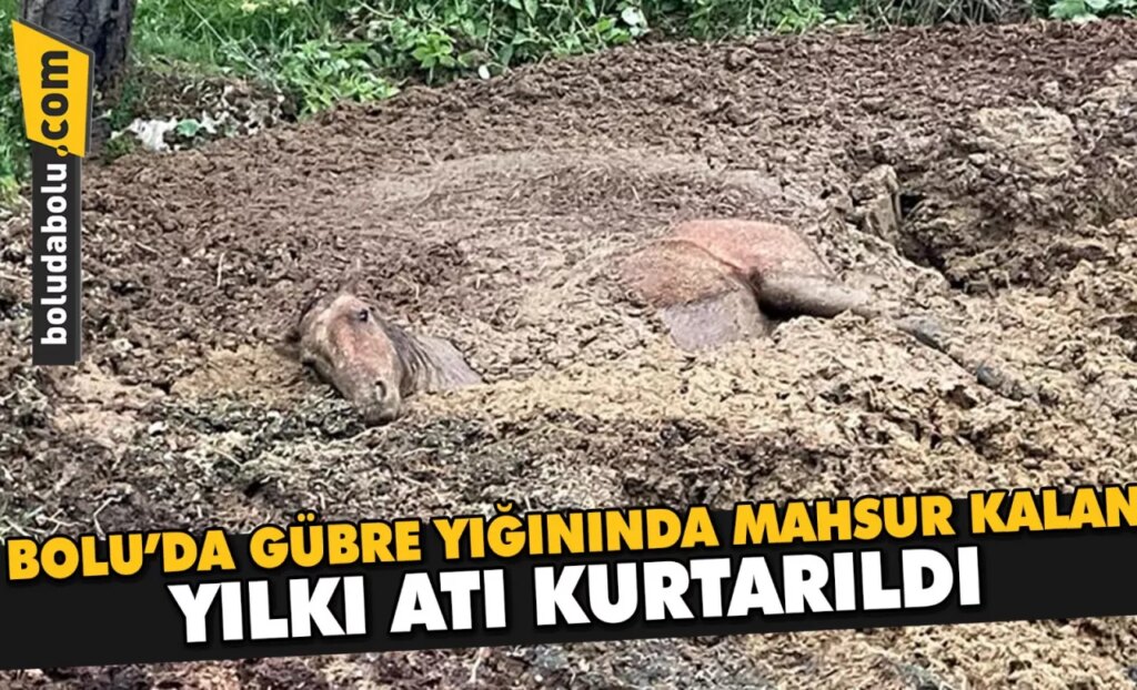 Bolu’da gübre yığınında mahsur kalan yılkı atı kurtarıldı Bolu’da gübre yığınında mahsur kalan yılkı atı kurtarıldı