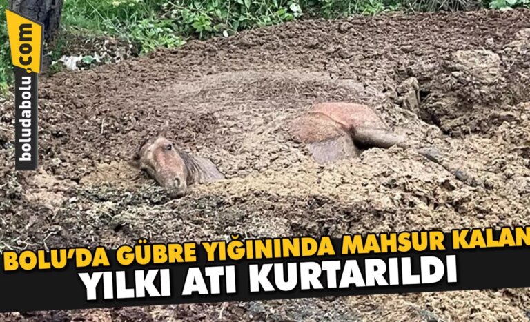 Bolu’da gübre yığınında mahsur kalan yılkı atı kurtarıldı