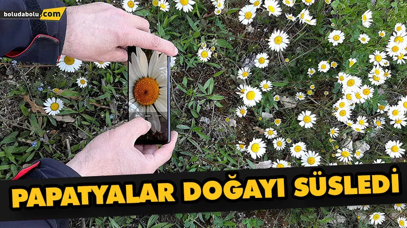 PAPATYALAR DOĞAYI SÜSLEDİ PAPATYALAR DOĞAYI SÜSLEDİ