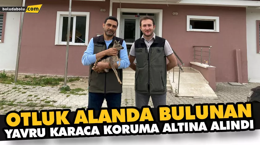 OTLUK ALANDA BULUNAN YAVRU KARACA KORUMA ALTINA ALINDI OTLUK ALANDA BULUNAN YAVRU KARACA KORUMA ALTINA ALINDI
