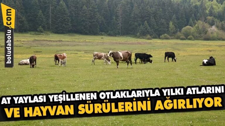 At Yaylası, yeşillenen otlaklarıyla yılkı atlarını ve hayvan sürülerini ağırlıyor