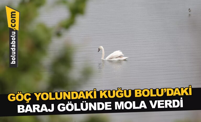 Göç yolundaki kuğu Bolu’daki baraj gölünde mola verdi