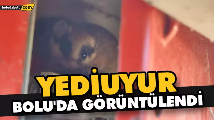 NESLİ TEHLİKE ALTINDAKİ YEDİUYUR BOLU’DA GÖRÜNTÜLENDİ