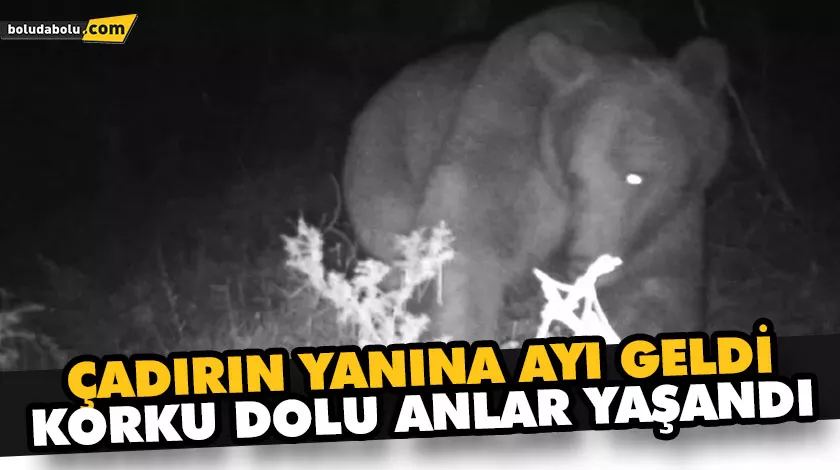 ÇADIRIN YANINA AYI GELDİ, KORKU DOLU ANLAR YAŞANDI ÇADIRIN YANINA AYI GELDİ, KORKU DOLU ANLAR YAŞANDI