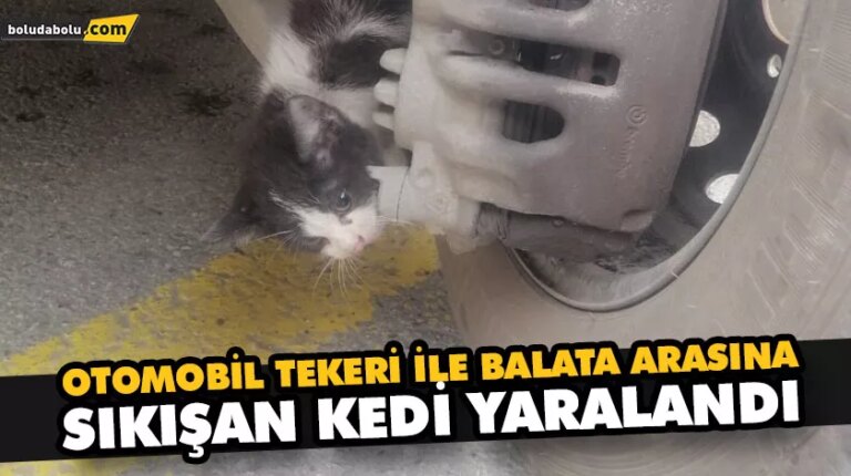 OTOMOBİL TEKERİ İLE BALATA ARASINA SIKIŞAN KEDİ YARALANDI