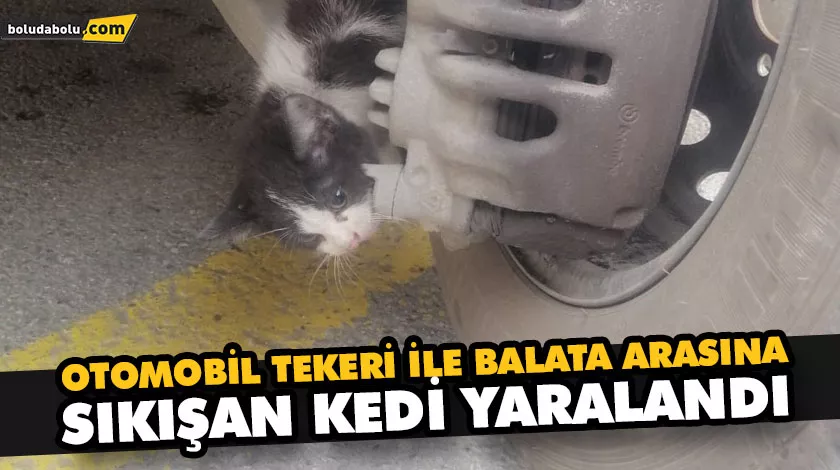 OTOMOBİL TEKERİ İLE BALATA ARASINA SIKIŞAN KEDİ YARALANDI OTOMOBİL TEKERİ İLE BALATA ARASINA SIKIŞAN KEDİ YARALANDI