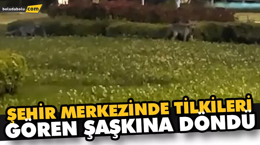 ŞEHİR MERKEZİNDE TİLKİLERİ GÖREN ŞAŞKINA DÖNDÜ ŞEHİR MERKEZİNDE TİLKİLERİ GÖREN ŞAŞKINA DÖNDÜ