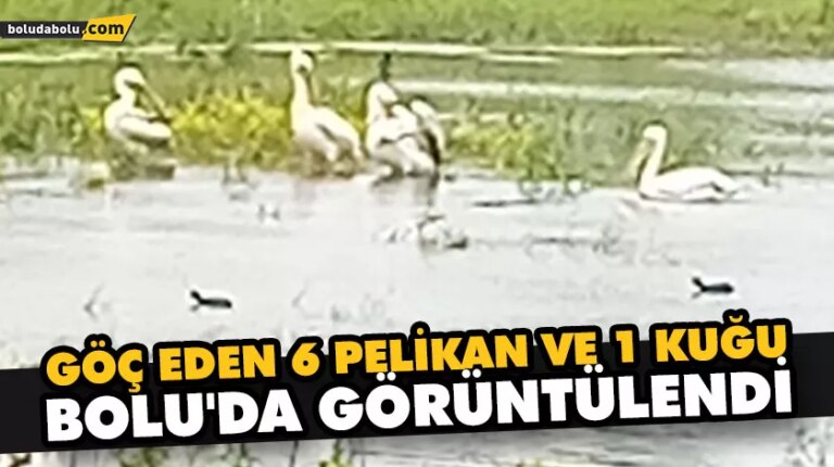 GÖÇ EDEN 6 PELİKAN VE 1 KUĞU BOLU’DA GÖRÜNTÜLENDİ