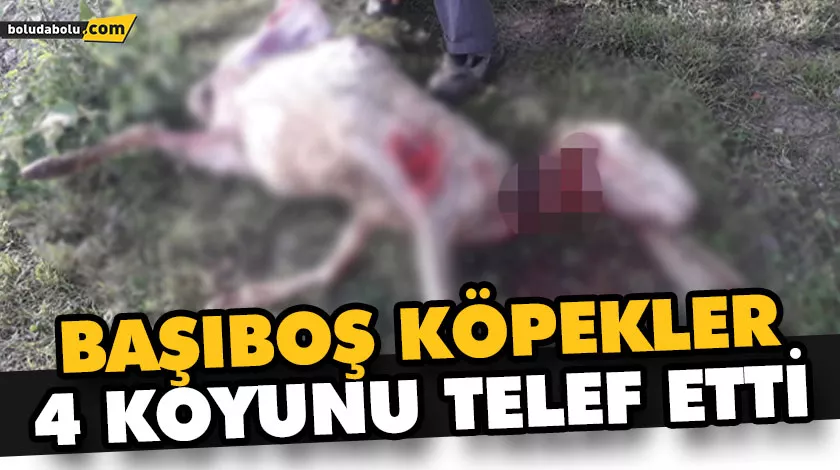BAŞIBOŞ KÖPEKLER 4 KOYUNU TELEF ETTİ BAŞIBOŞ KÖPEKLER 4 KOYUNU TELEF ETTİ