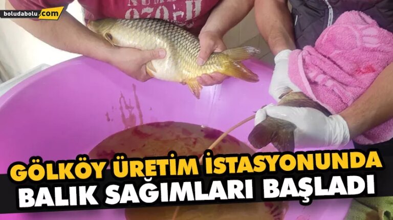 GÖLKÖY ÜRETİM İSTASYONUNDA BALIK SAĞIMLARI BAŞLADI