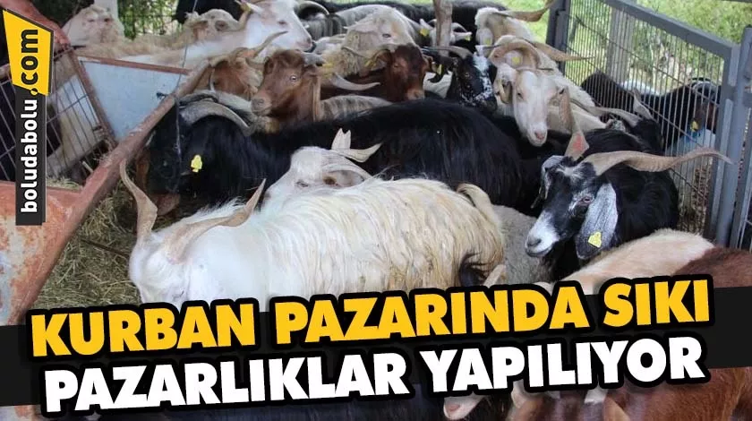 KURBAN PAZARINDA SIKI PAZARLIKLAR YAPILIYOR KURBAN PAZARINDA SIKI PAZARLIKLAR YAPILIYOR