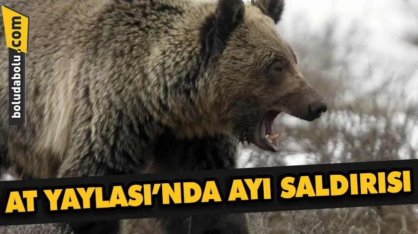 Bolu’da ayının saldırdığı yaşlı adam hastaneye kaldırıldı Bolu’da ayının saldırdığı yaşlı adam hastaneye kaldırıldı