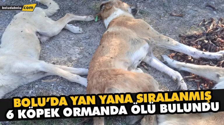 BOLU’DA YAN YANA SIRALANMIŞ 6 KÖPEK ORMANDA ÖLÜ BULUNDU