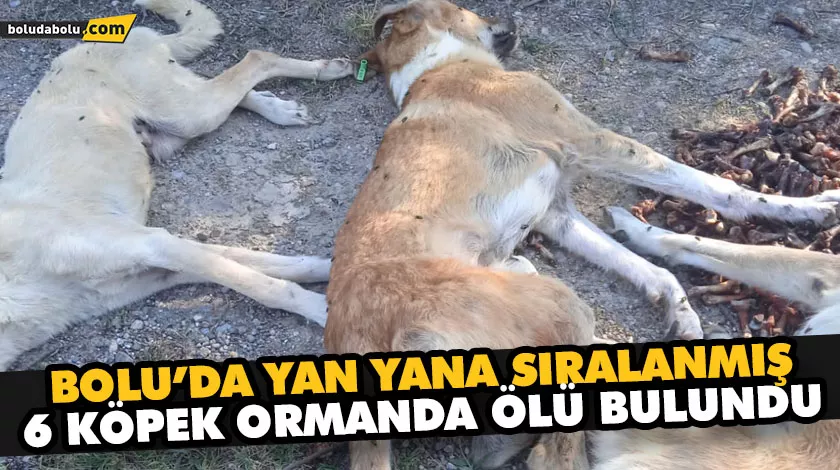 BOLU’DA YAN YANA SIRALANMIŞ 6 KÖPEK ORMANDA ÖLÜ BULUNDU BOLU’DA YAN YANA SIRALANMIŞ 6 KÖPEK ORMANDA ÖLÜ BULUNDU