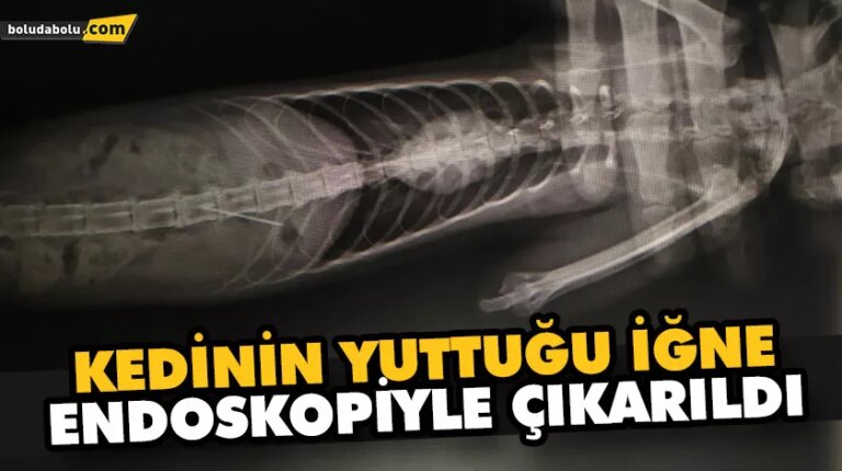 KEDİNİN YUTTUĞU İĞNE ENDOSKOPİYLE ÇIKARILDI