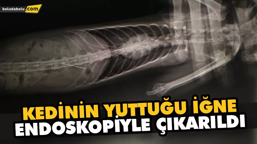 KEDİNİN YUTTUĞU İĞNE ENDOSKOPİYLE ÇIKARILDI KEDİNİN YUTTUĞU İĞNE ENDOSKOPİYLE ÇIKARILDI