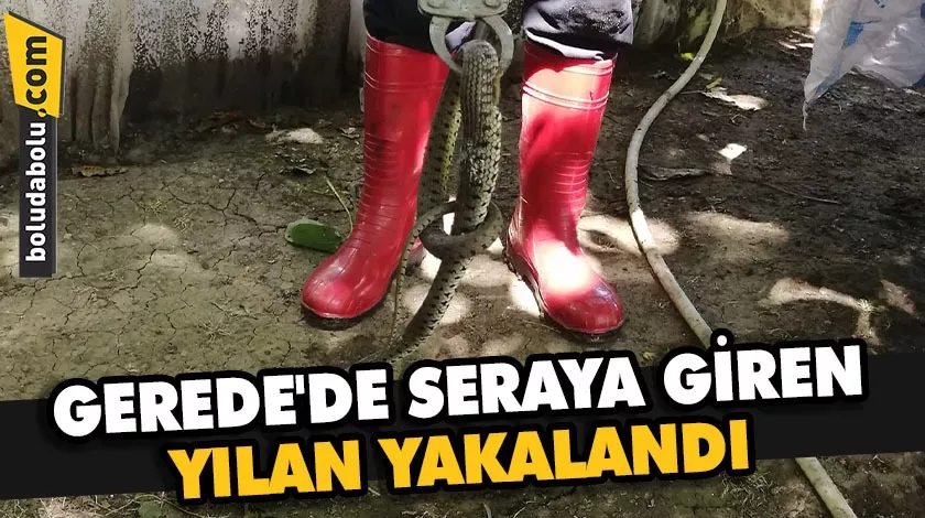 Gerede’de seraya giren yılan yakalandı Gerede’de seraya giren yılan yakalandı