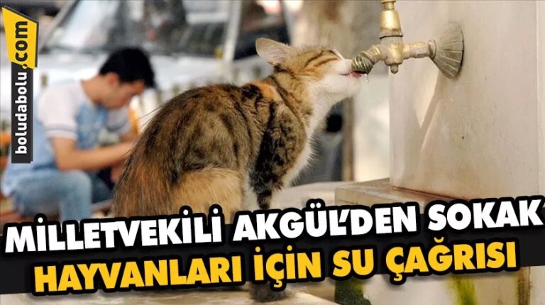 MİLLETVEKİLİ AKGÜL’DEN SOKAK HAYVANLARI İÇİN SU ÇAĞRISI