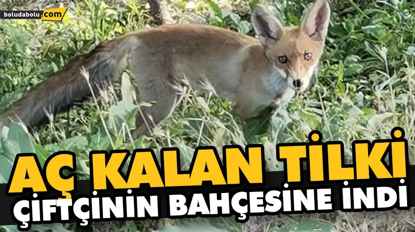AÇ KALAN TİLKİ, ÇİFTÇİNİN BAHÇESİNE İNDİ