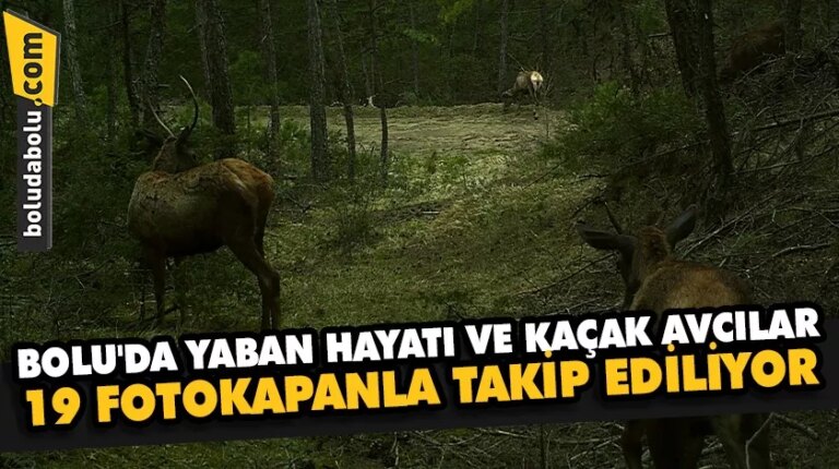 Bolu’da yaban hayatı ve kaçak avcılar 19 fotokapanla takip ediliyor