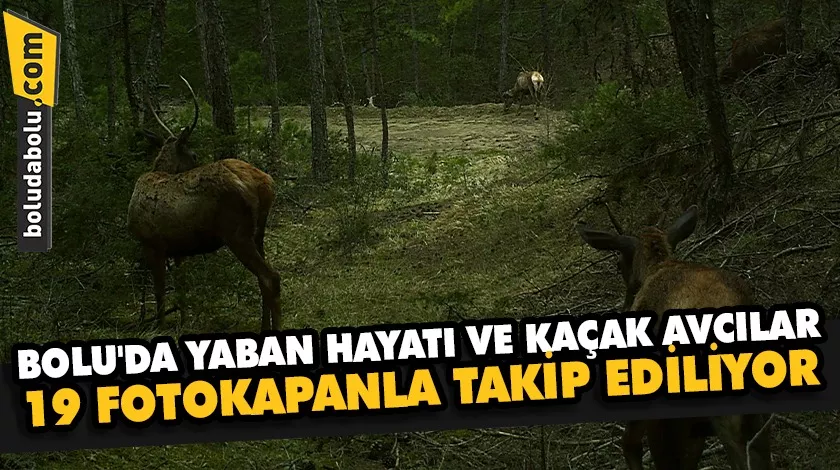Bolu’da yaban hayatı ve kaçak avcılar 19 fotokapanla takip ediliyor
