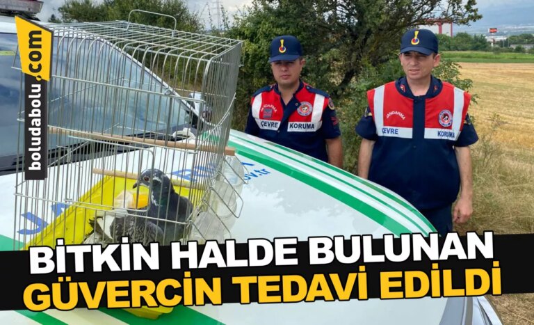 Bolu’da jandarmanın bitkin halde bulduğu güvercin tedavi edildi
