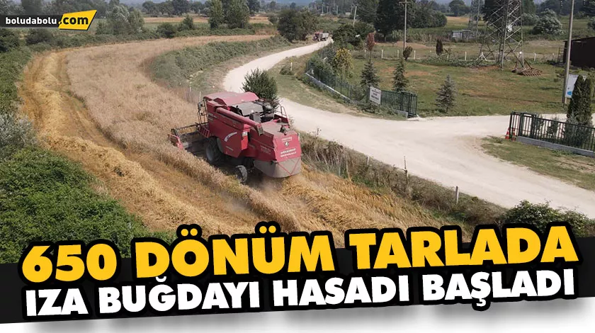 IZA BUĞDAYINA BOLU BELEDİYESİ SAHİP ÇIKIYOR IZA BUĞDAYINA BOLU BELEDİYESİ SAHİP ÇIKIYOR