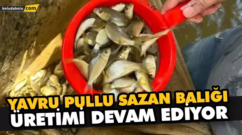 5 MİLYON YAVRU PULLU SAZAN BALIĞI ÜRETİLMESİ HEDEFLENİYOR
