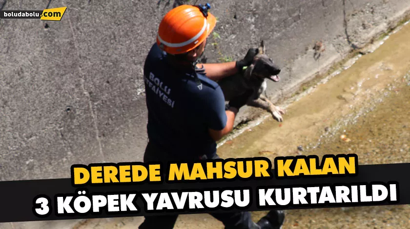 DEREDE MAHSUR KALAN 3 KÖPEK YAVRUSU KURTARILDI DEREDE MAHSUR KALAN 3 KÖPEK YAVRUSU KURTARILDI
