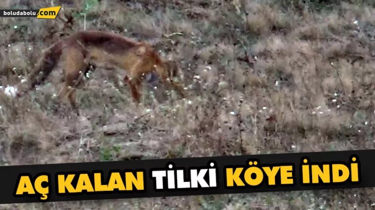 AÇ KALAN TİLKİ KÖYE İNDİ