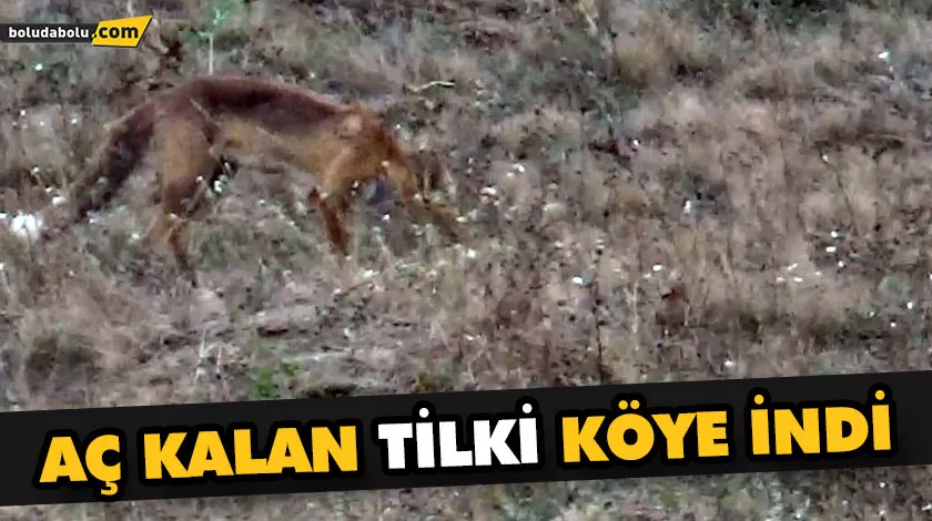 AÇ KALAN TİLKİ KÖYE İNDİ AÇ KALAN TİLKİ KÖYE İNDİ