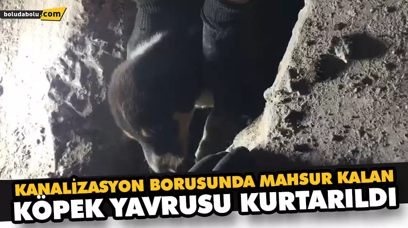 KANALİZASYON BORUSUNDA MAHSUR KALAN KÖPEK YAVRUSU KURTARILDI KANALİZASYON BORUSUNDA MAHSUR KALAN KÖPEK YAVRUSU KURTARILDI