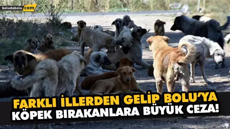 BOLU BELEDİYESİ’NDEN YENİ KARAR: KENTE KÖPEK BIRAKANLARA 1 İLE 5 MİLYON TL ARASINDA CEZA