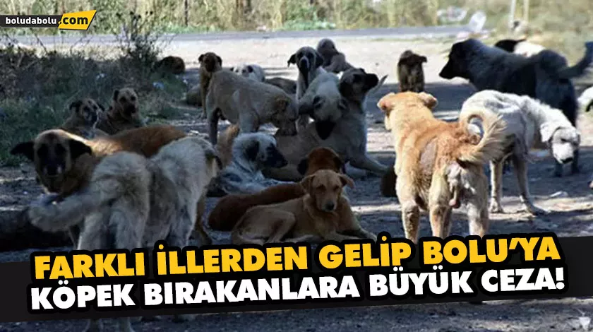 BOLU BELEDİYESİ’NDEN YENİ KARAR: KENTE KÖPEK BIRAKANLARA 1 İLE 5 MİLYON TL ARASINDA CEZA BOLU BELEDİYESİ’NDEN YENİ KARAR: KENTE KÖPEK BIRAKANLARA 1 İLE 5 MİLYON TL ARASINDA CEZA