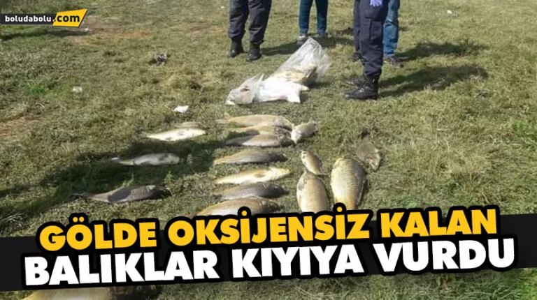Gölde oksijensiz kalan balıklar kıyıya vurdu