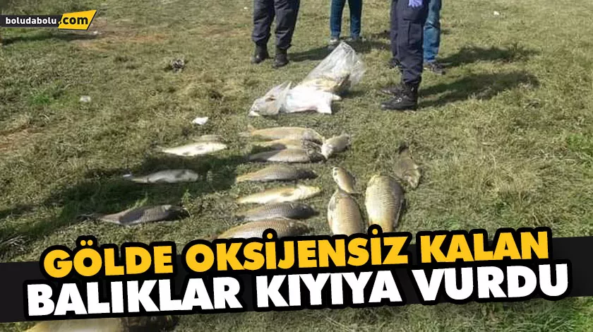 Gölde oksijensiz kalan balıklar kıyıya vurdu Gölde oksijensiz kalan balıklar kıyıya vurdu