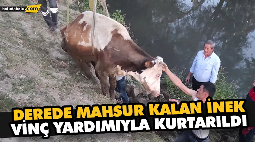 DEREDE MAHSUR KALAN İNEK, VİNÇ YARDIMIYLA KURTARILDI DEREDE MAHSUR KALAN İNEK, VİNÇ YARDIMIYLA KURTARILDI