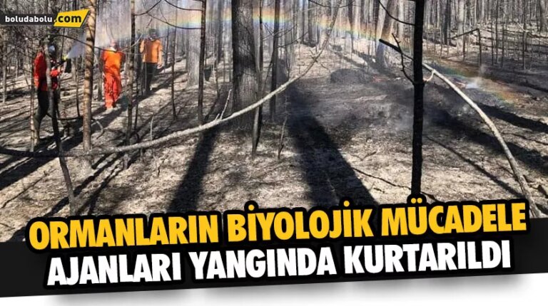 ORMANLARIN BİYOLOJİK MÜCADELE AJANLARI YANGINDA KURTARILDI