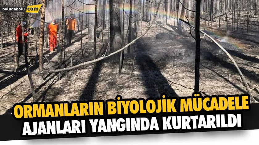 ORMANLARIN BİYOLOJİK MÜCADELE AJANLARI YANGINDA KURTARILDI ORMANLARIN BİYOLOJİK MÜCADELE AJANLARI YANGINDA KURTARILDI