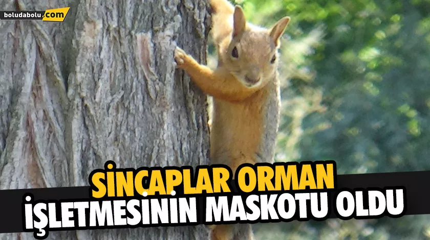 SİNCAPLAR ORMAN İŞLETMESİNİN MASKOTU OLDU SİNCAPLAR ORMAN İŞLETMESİNİN MASKOTU OLDU