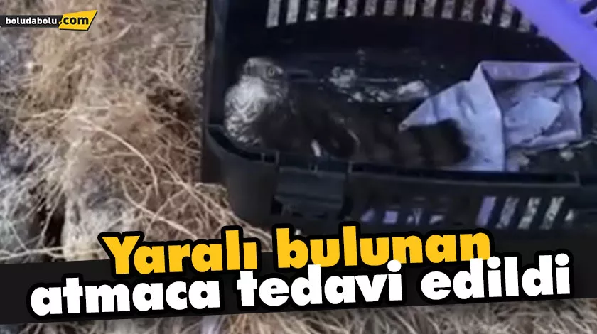 Yaralı bulunan atmaca tedavi edildi Yaralı bulunan atmaca tedavi edildi