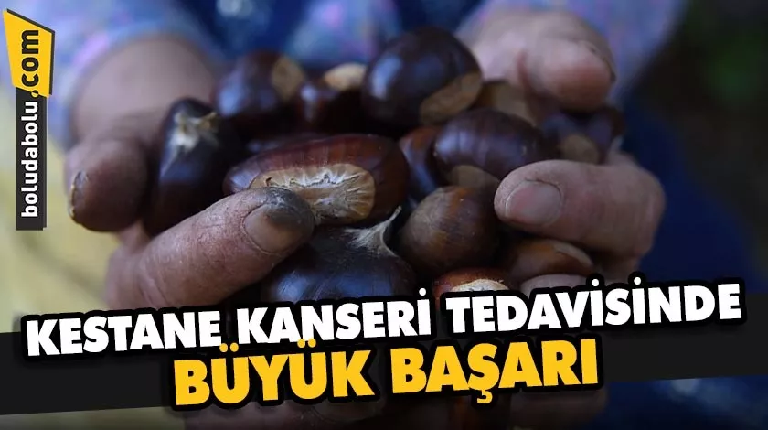 KESTANE KANSERİ TEDAVİSİNDE BÜYÜK BAŞARI KESTANE KANSERİ TEDAVİSİNDE BÜYÜK BAŞARI