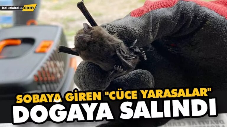 SOBAYA GİREN “CÜCE YARASALAR” DOĞAYA SALINDI