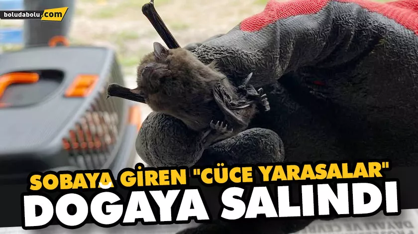 SOBAYA GİREN “CÜCE YARASALAR” DOĞAYA SALINDI SOBAYA GİREN “CÜCE YARASALAR” DOĞAYA SALINDI