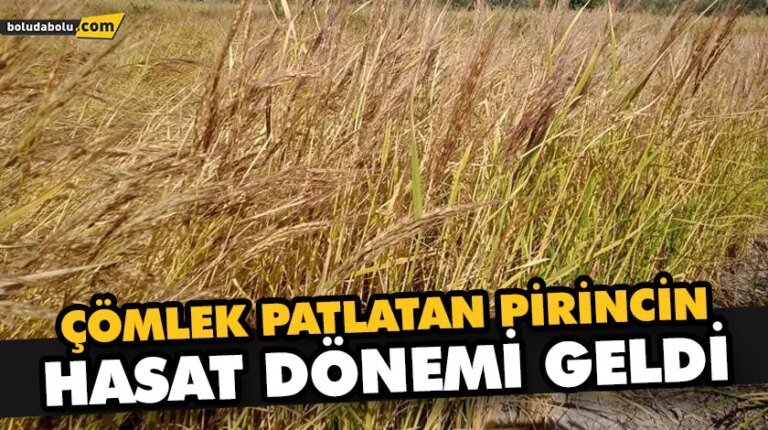 ÇÖMLEK PATLATAN PİRİNCİN HASAT DÖNEMİ GELDİ