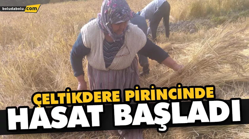 ÇELTİKDERE PİRİNCİNDE HASAT BAŞLADI ÇELTİKDERE PİRİNCİNDE HASAT BAŞLADI