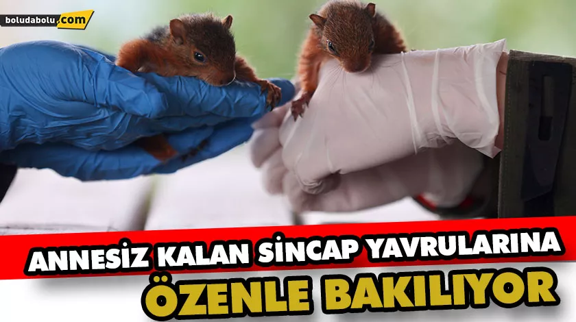 ANNESİZ KALAN SİNCAP YAVRULARINA ÖZENLE BAKILIYOR ANNESİZ KALAN SİNCAP YAVRULARINA ÖZENLE BAKILIYOR